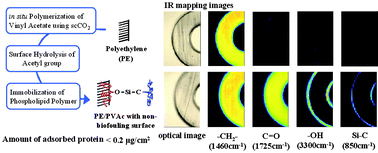 Graphical abstract: Control of surface modification uniformity inside small-diameter polyethylene/poly(vinyl acetate) composite tubing prepared with supercritical carbon dioxide