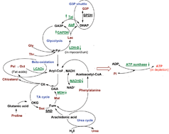 Graphical abstract: Untargeted metabolic profiling reveals potential biomarkers in myocardial infarction and its application