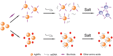 Graphical abstract: Label-free colorimetric assay for biological thiols based on ssDNA/silver nanoparticle system by salt amplification