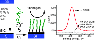 Graphical abstract: Highly stable, protein resistant thin films on SiC-modified silicon substrates