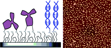 Graphical abstract: High efficiency amine functionalization of cycloolefin polymer surfaces for biodiagnostics