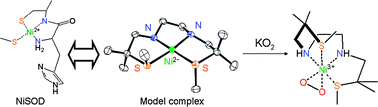 Graphical abstract: A square-planar Ni(ii) complex with an N2S2 donor set similar to the active centre of nickel-containing superoxide dismutase and its reaction with superoxide