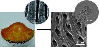 Graphical abstract: Highly ordered mesoporous carbon nanofiber arrays from a crab shell biological template and its application in supercapacitors and fuel cells