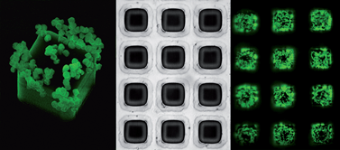 Graphical abstract: High-resolution microcontact printing and transfer of massive arrays of microorganisms on planar and compartmentalized nanoporous aluminium oxide