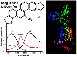 Graphical abstract: Fluorescence of sanguinarine: spectral changes on interaction with amino acids