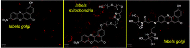 Graphical abstract: Intracellular imaging of organelles with new water-soluble benzophenoxazine dyes