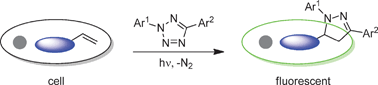 Graphical abstract: Bioorthogonal chemistry: recent progress and future directions