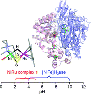 Graphical abstract: Concerto catalysis—harmonising [NiFe]hydrogenase and NiRu model catalysts