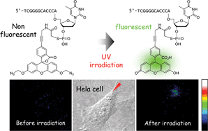 Graphical abstract: Photoactivatable fluorescein derivatives with azidomethyl caging groups for tracing oligonucleotides in living human cells