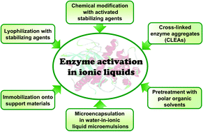 Graphical abstract: Activation and stabilization of enzymes in ionic liquids