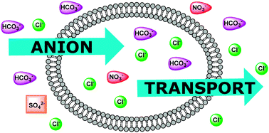 Graphical abstract: Recent advances in the transmembrane transport of anions