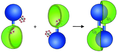 Graphical abstract: Ion-pair induced self-assembly in aqueous solvents