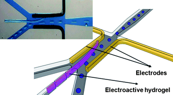 Graphical abstract: Electrically-driven hydrogel actuators in microfluidic channels: fabrication, characterization, and biological application