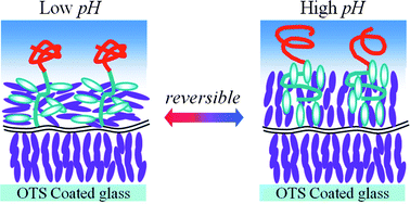 Graphical abstract: pH-responsive aqueous/LC interfaces using SGLCP-b-polyacrylic acid block copolymers