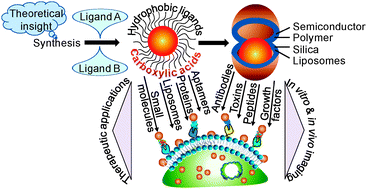 Graphical abstract: Delivering quantum dots to cells: bioconjugated quantum dots for targeted and nonspecific extracellular and intracellular imaging