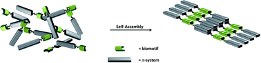 Graphical abstract: Biomolecule assisted self-assembly of π-conjugated oligomers