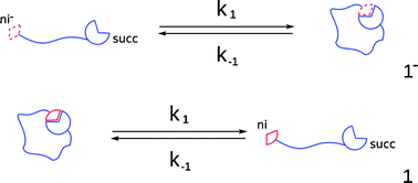 Graphical abstract: A fast redox-induced switching mechanism in a conformationally controllable molecular thread in solution