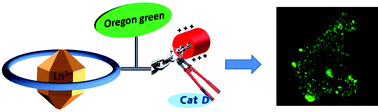 Graphical abstract: A paramagnetic chemical exchange-based MRI probe metabolized by cathepsin D: design, synthesis and cellular uptake studies