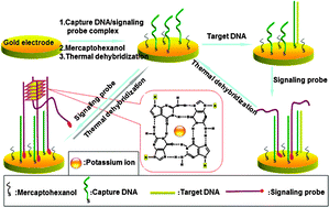 Graphical abstract: G-quadruplex signaling probe for highly sensitive DNA detection