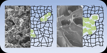 Graphical abstract: Porous structures controlled by segregation of ordered mesophases in poly(N,N-dimethylacrylamide) hydrogels polymerized from an isotropic AOT/water medium