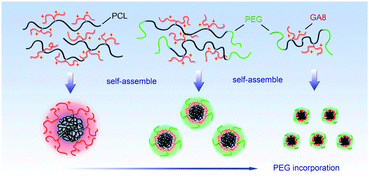 Graphical abstract: Biodegradable gemini multiblock poly(ε-caprolactone urethane)s toward controllable micellization