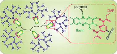Graphical abstract: Recognition mediated encapsulation and isolation of flavin–polymer conjugates using dendritic guest moieties