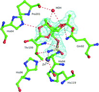 Graphical abstract: The first example of a significant active site conformational rearrangement in a carbonic anhydrase-inhibitor adduct: the carbonic anhydrase I–topiramate complex