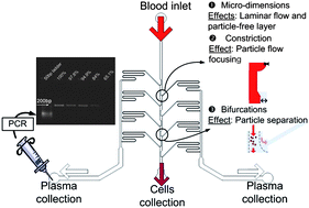 Graphical abstract: Validation of a blood plasma separation system by biomarker detection