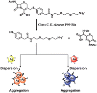 Graphical abstract: Metallic nanoparticles bioassay for Enterobacter cloacae P99 β-lactamase activity and inhibitor screening