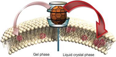 Graphical abstract: Effect of phase transition temperature of liposomes on preparation of fullerene-encapsulated liposomes by the fullerene-exchange reaction