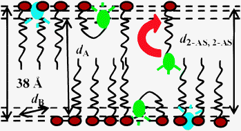 Graphical abstract: Localisation of BODIPY-labelled phosphatidylcholines in lipid bilayers