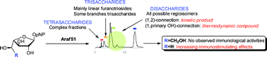 Graphical abstract: Enzymatic synthesis of oligo-d-galactofuranosides and l-arabinofuranosides: from molecular dynamics to immunological assays