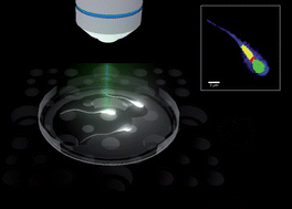 Graphical abstract: Confocal Raman microspectroscopy as an analytical tool to assess the mitochondrial status in human spermatozoa