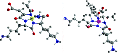 Graphical abstract: Coordination of Cu2+and Ni2+ with the histone model peptide of H2B N-terminal tail (1-31 residues): A spectroscopic study