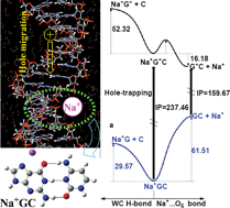 Graphical abstract: Unexpected dissociation energetics of the Na+ counterion from GC motifs in DNA hole-migration