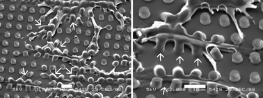 Graphical abstract: Insights into the role of material surface topography and wettability on cell-material interactions