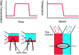 Graphical abstract: Microfluidics-enabled phenotyping, imaging, and screening of multicellular organisms