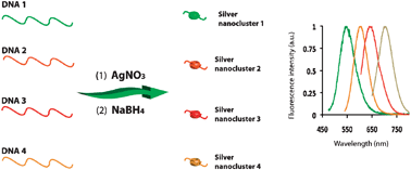 Graphical abstract: A complementary palette of fluorescent silver nanoclusters