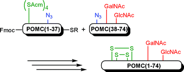 Graphical abstract: Chemical synthesis of mouse pro-opiomelanocortin(1–74) by azido-protected glycopeptide ligation via the thioester method