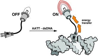 Graphical abstract: dsDNA-triggered energy transfer and lanthanide sensitization processes. Luminescent probing of specific A/T sequences