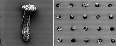 Graphical abstract: Microdevice to capture colon crypts for in vitro studies