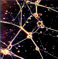 Graphical abstract: The function of mechanical tension in neuronal and network development