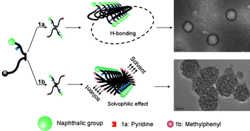 Graphical abstract: From vesicles to solid spheres: terminal functional group induced morphology modification