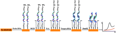 Graphical abstract: Electrochemical approach for the specific detection of hepatitis C virus based on site-specific DNA cleavage of BamHI endonuclease