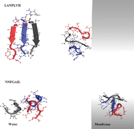 Graphical abstract: Are fibril growth and membrane damage linked processes? An experimental and computational study of IAPP12–18 and IAPP21–27 peptides