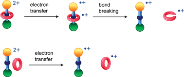 Graphical abstract: Electron transfer from wheel to axle in a rotaxane. A mass spectrometric investigation