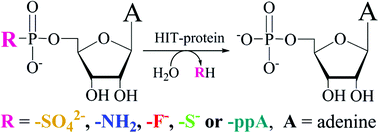 Graphical abstract: Recognition of different nucleotidyl-derivatives as substrates of reactions catalyzed by various HIT-proteins