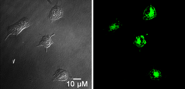 Graphical abstract: A charge transfer type pH responsive fluorescent probe and its intracellular application