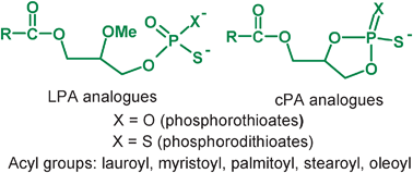 Graphical abstract: The chemical synthesis of phosphorothioate and phosphorodithioate analogues of lysophosphatidic acid (LPA) and cyclic phosphatidic acid (CPA)