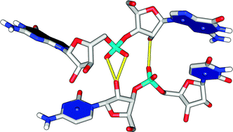 Graphical abstract: RNA structural motifs that entail hydrogen bonds involving sugar–phosphate backbone atoms of RNA